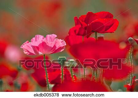Poppy field View Large Photo Image Stock Photo - Poppy field. Fotosearch
