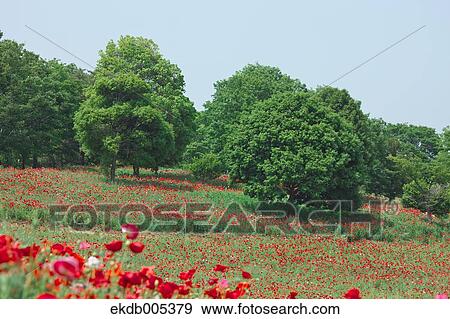 Poppy field View Large Photo Image Stock Photo - Poppy field. Fotosearch