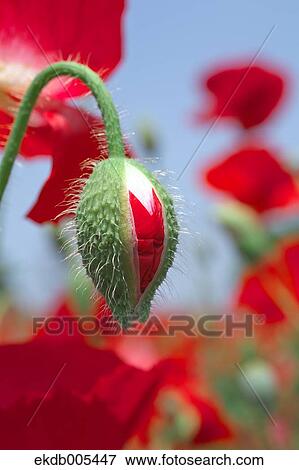 Poppy field View Large Photo Image Stock Photo - Poppy field. Fotosearch