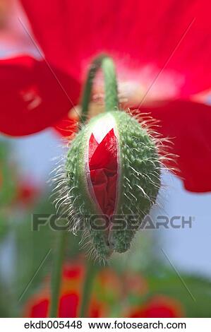 Stock Photo - Poppy field. Fotosearch