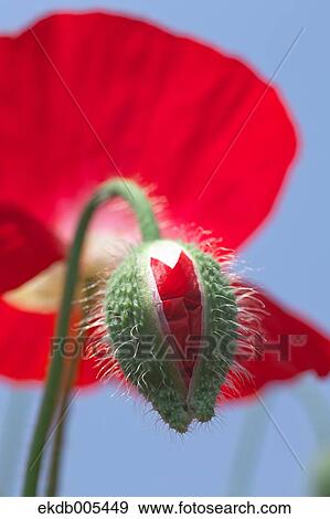 Poppy field View Large Photo Image Stock Photo - Poppy field. Fotosearch