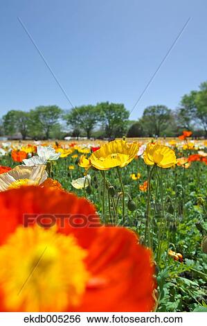 Stock Photograph - Poppy field. Fotosearch