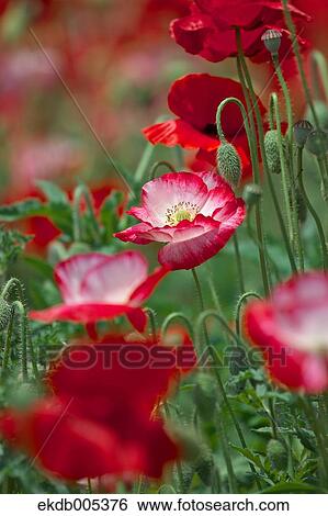 Poppy field View Large Photo Image Stock Photograph - Poppy field. Fotosearch