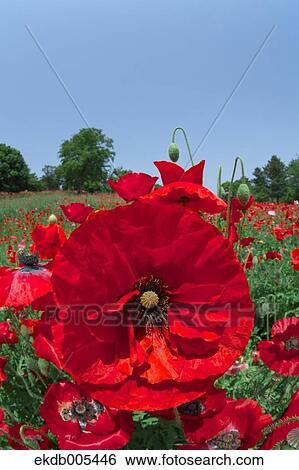 Poppy field View Large Photo Image Stock Photograph - Poppy field. Fotosearch