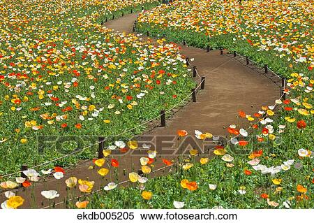 Poppy field View Large Photo Image Stock Photography - Poppy field. Fotosearch