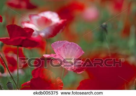 Stock Photography - Poppy field. Fotosearch