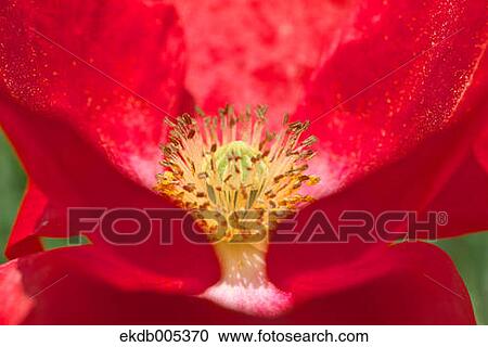 Stock Image - Poppy. Fotosearch