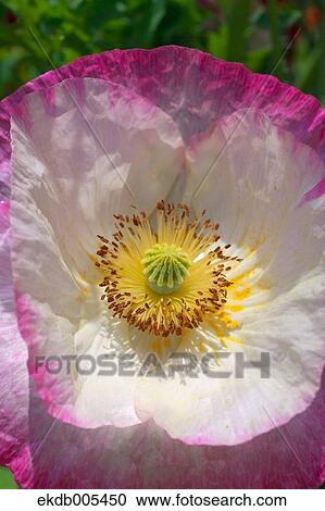 Poppy View Large Photo Image Stock Image - Poppy. Fotosearch