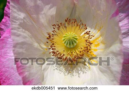 Stock Image - Poppy. Fotosearch