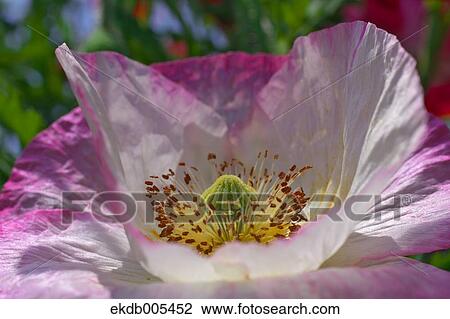 Stock Image - Poppy. Fotosearch