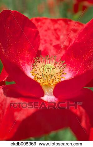 Poppy View Large Photo Image Stock Photo - Poppy. Fotosearch