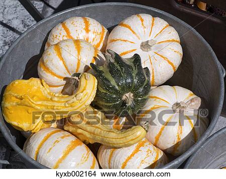 Picture - Pumpkins. Fotosearch