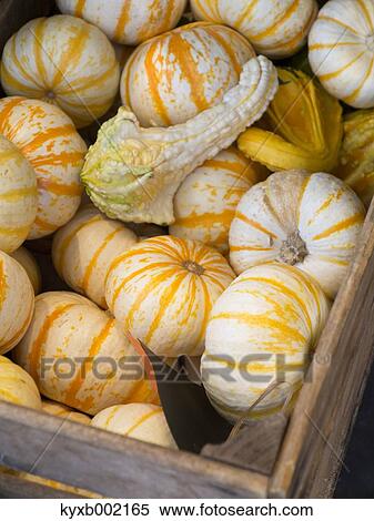 Stock Photography - Pumpkins. Fotosearch