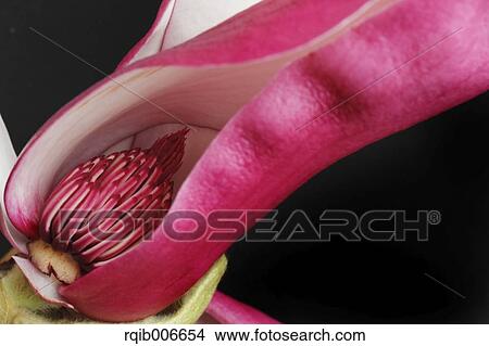 Purple Magnolia View Large Photo Image Picture - Purple Magnolia. Fotosearch