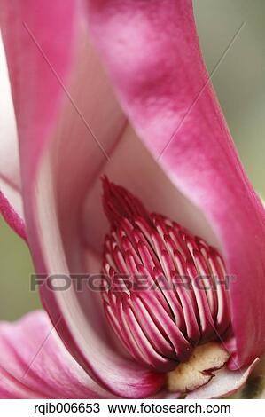 Purple Magnolia View Large Photo Image Stock Image - Purple Magnolia. Fotosearch