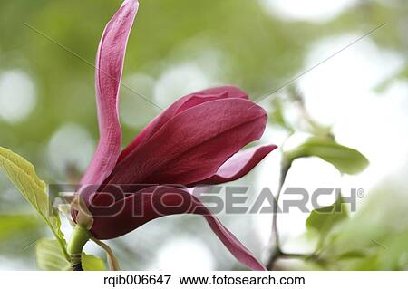 Stock Photo - Purple Magnolia. Fotosearch