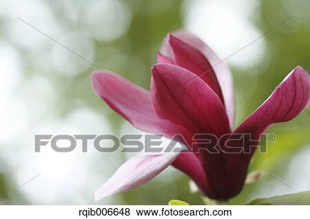 Purple Magnolia View Large Photo Image Stock Photo - Purple Magnolia. Fotosearch