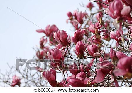 Stock Photo - Purple Magnolia. Fotosearch