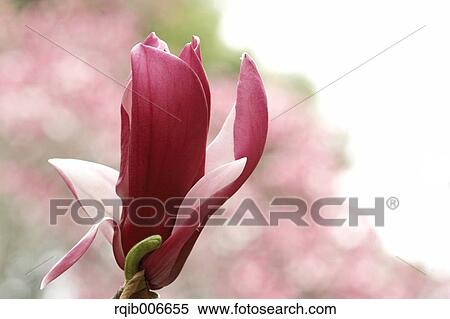Purple Magnolia View Large Photo Image Stock Photography - Purple Magnolia. Fotosearch