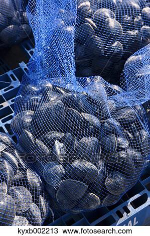 Quahog Round Clams View Large Photo Image Stock Image - Quahog Round Clams. Fotosearch