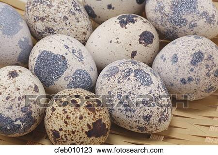 Quail Eggs View Large Photo Image Stock Image - Quail Eggs. Fotosearch