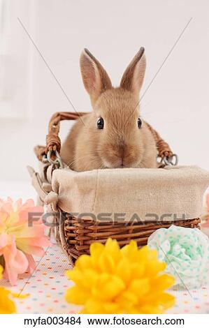 Rabbit View Large Photo Image Picture - Rabbit. Fotosearch