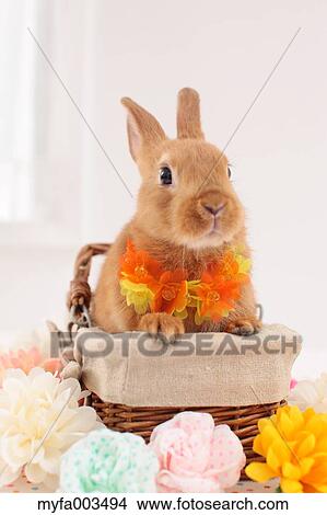 Rabbit View Large Photo Image Picture - Rabbit. Fotosearch