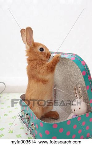 Rabbit View Large Photo Image Picture - Rabbit. Fotosearch