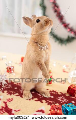 Rabbit View Large Photo Image Picture - Rabbit. Fotosearch
