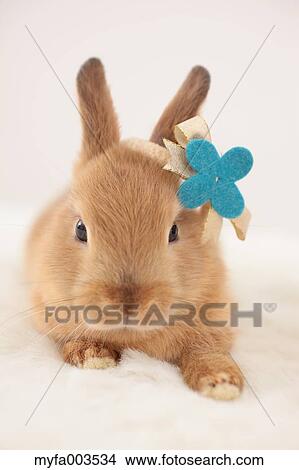 Rabbit View Large Photo Image Picture - Rabbit. Fotosearch