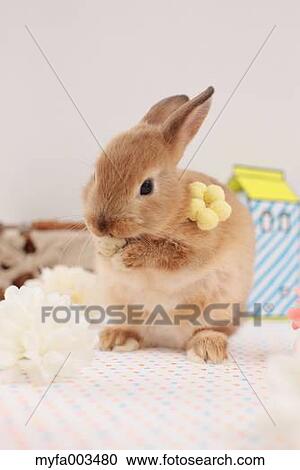 Stock Image - Rabbit. Fotosearch