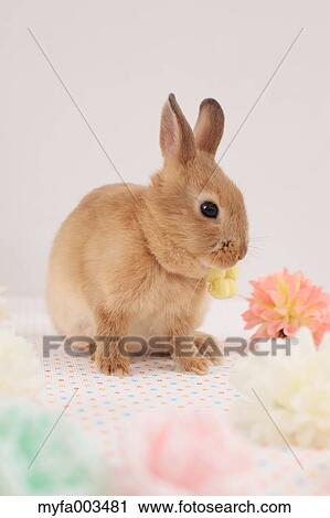 Rabbit View Large Photo Image Stock Image - Rabbit. Fotosearch