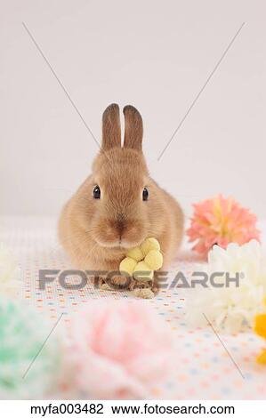 Rabbit View Large Photo Image Stock Image - Rabbit. Fotosearch