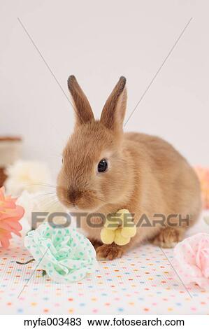 Rabbit View Large Photo Image Stock Image - Rabbit. Fotosearch