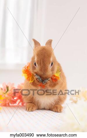 Rabbit View Large Photo Image Stock Image - Rabbit. Fotosearch