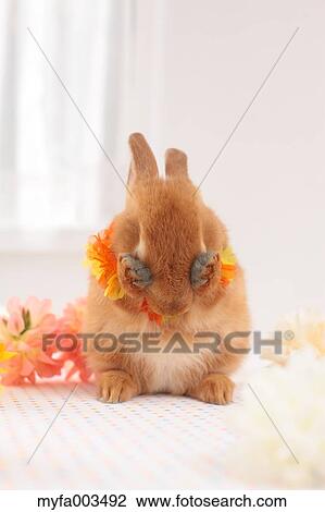 Rabbit View Large Photo Image Stock Image - Rabbit. Fotosearch