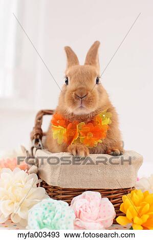 Rabbit View Large Photo Image Stock Image - Rabbit. Fotosearch