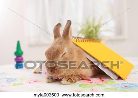 Rabbit View Large Photo Image Stock Image - Rabbit. Fotosearch