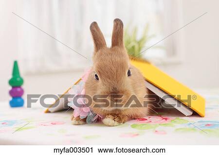 Rabbit View Large Photo Image Stock Image - Rabbit. Fotosearch