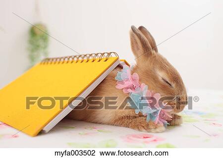Rabbit View Large Photo Image Stock Image - Rabbit. Fotosearch