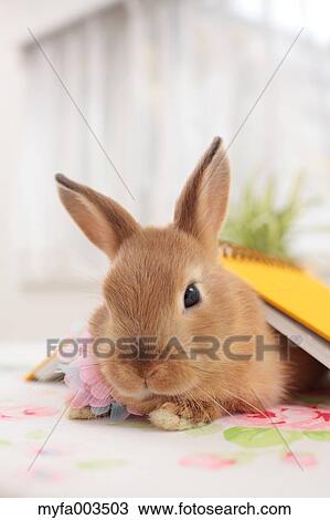 Rabbit View Large Photo Image Stock Image - Rabbit. Fotosearch