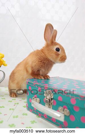 Rabbit View Large Photo Image Stock Image - Rabbit. Fotosearch