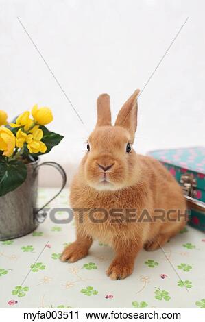 Rabbit View Large Photo Image Stock Image - Rabbit. Fotosearch
