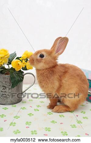 Rabbit View Large Photo Image Stock Image - Rabbit. Fotosearch