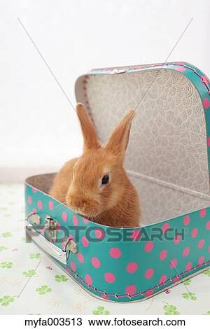 Rabbit View Large Photo Image Stock Image - Rabbit. Fotosearch