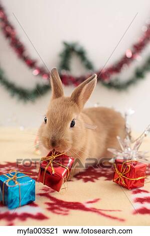 Rabbit View Large Photo Image Stock Image - Rabbit. Fotosearch
