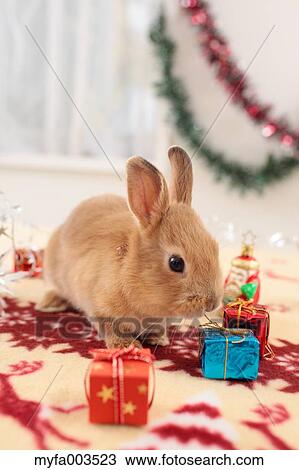 Rabbit View Large Photo Image Stock Image - Rabbit. Fotosearch