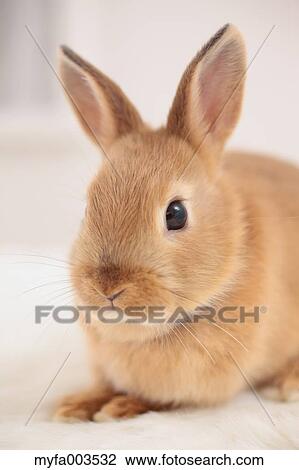 Rabbit View Large Photo Image Stock Image - Rabbit. Fotosearch