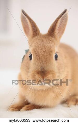 Rabbit View Large Photo Image Stock Image - Rabbit. Fotosearch