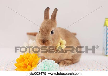 Rabbit View Large Photo Image Stock Photo - Rabbit. Fotosearch